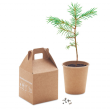 KIT DE PLANTARE CU SEMINTE DE PIN